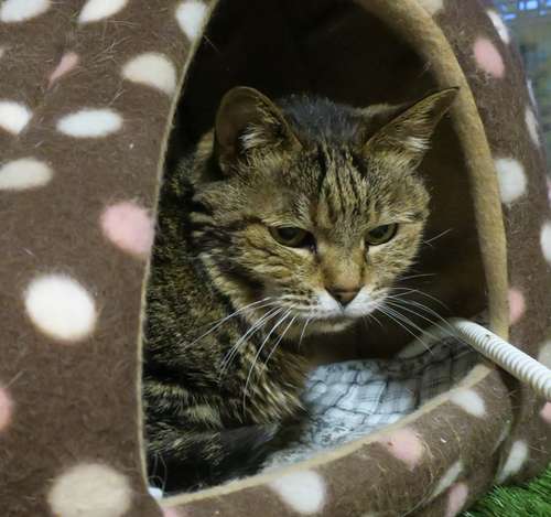 ビーちゃん。ここはお気に入りの場所=東京ペットホーム