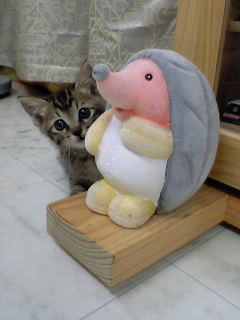 かくれんぼをする幼い頃のねこぺん「こっちだよー」