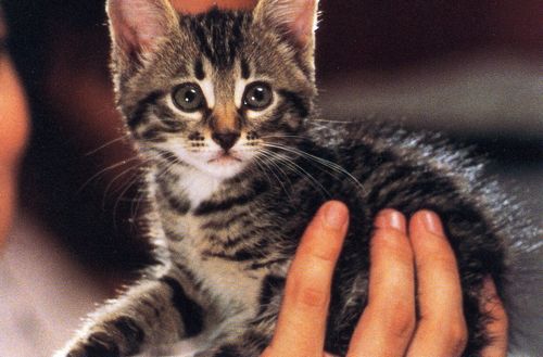 いずれも写真は「こねこ」から