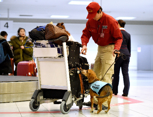 手荷物受取所で乗客の荷物を調べる検疫探知犬のタンク号
