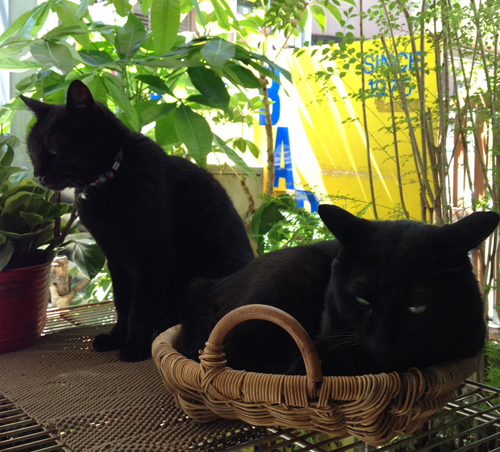 二匹のシルエットは店の緑に映えていた