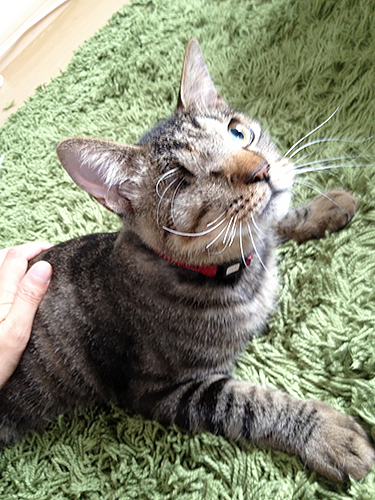 触らせてくれるようになった頃(まりこさん提供)