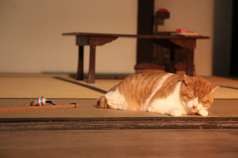 (C)「猫忍」製作委員会