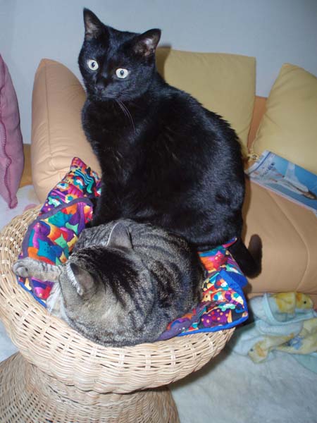 同じ椅子によく乗っていたね