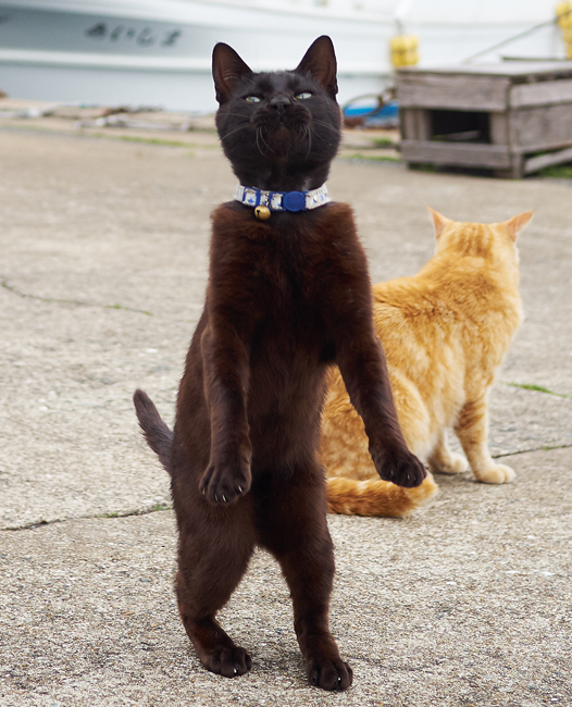 懐かしの「ヒゲダンス」感が。。。(c) Accent