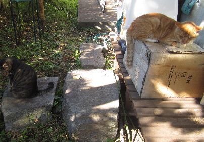 茶トラの4(シー)ちゃんに段ボールをとられていじけるゴー(左)