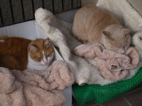 昼寝する「間借り猫」2匹(2016年)