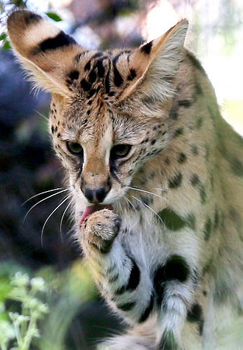 アニメ番組のキャラクターで人気になった「サーバル」=東京都日野市の多摩動物公園