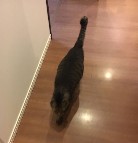 歩くと自然と灯りがつく家の廊下も悪くはないけど