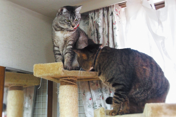 月ちゃんから「タワーのてっぺんはアタシが先よ」と怒られる