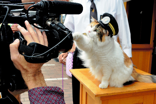 取材のカメラにじゃれるようなしぐさを見せるニタマ駅長=2015年10月5日、和歌山県紀の川市貴志川町