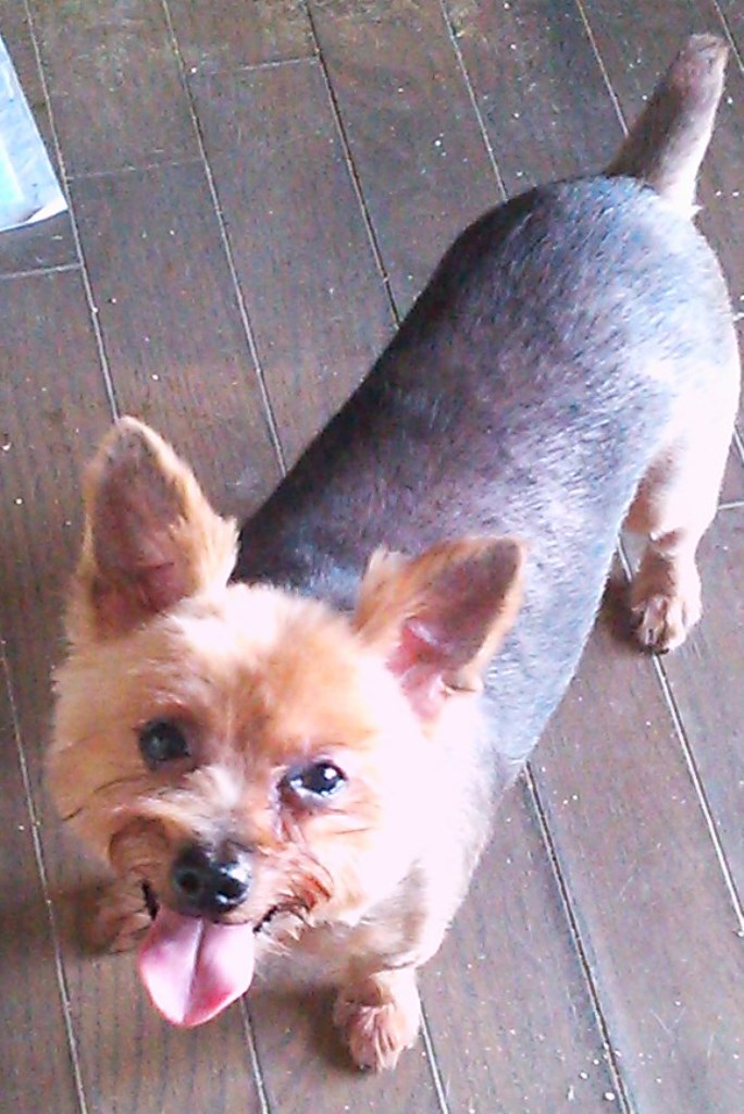 ヨーキーのミックス犬、よーちゃん(サマーカット時)