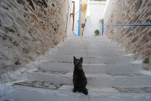 不思議な雰囲気の猫に静けさが強調されるときも(シロス島)