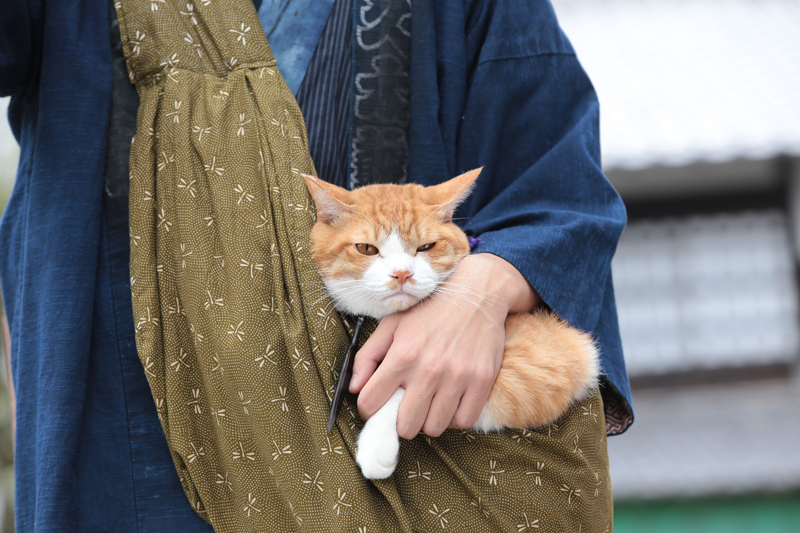 (C)「猫忍」製作委員会