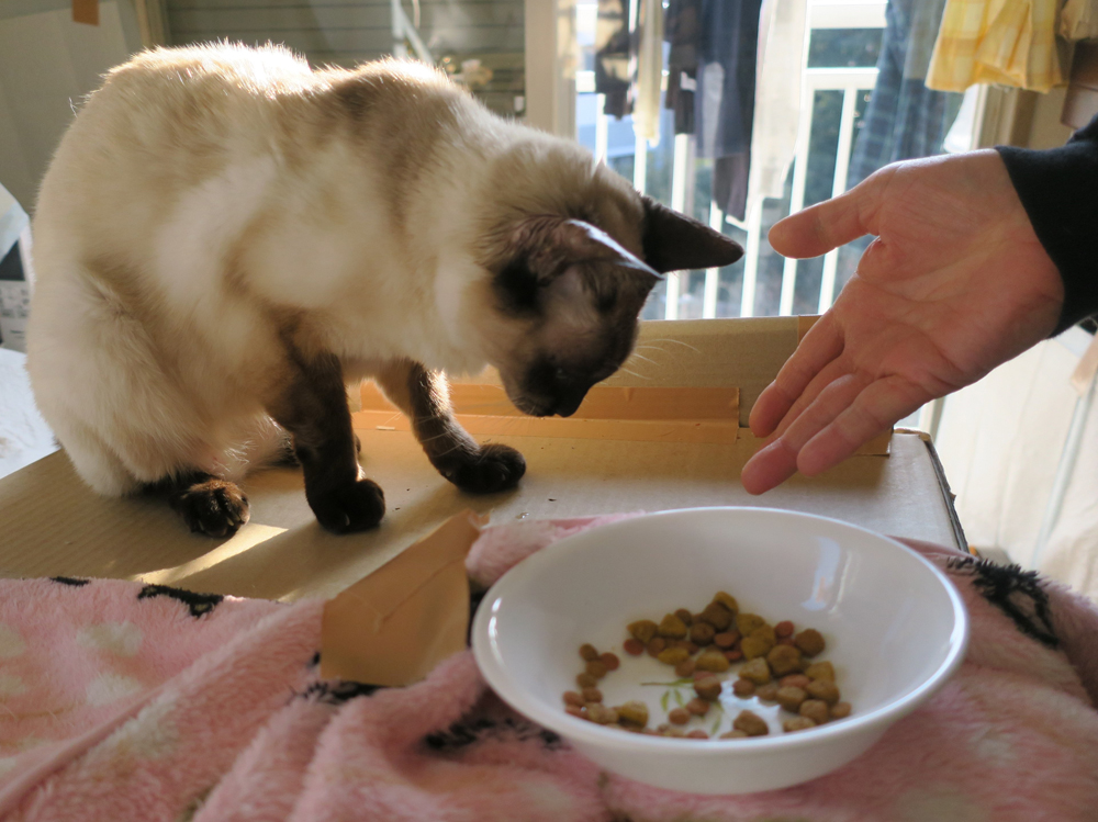 パパからフードをもらうカムイ(2017年1月)