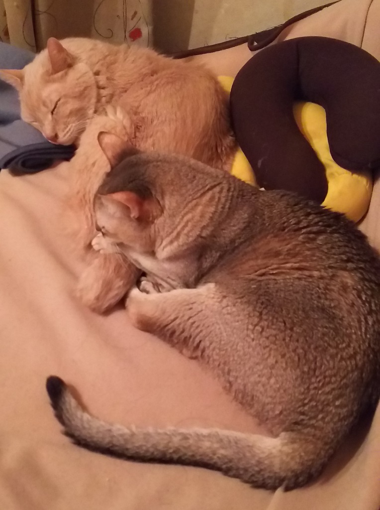 ピナとルンルンの昼寝。昨秋イーちゃんがいなくなった後からくっつくようになった
