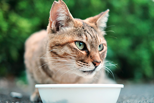 不妊・去勢手術を施されると解放され、「地域猫」としてボランティアらに管理される。耳の先にV字の切れ込みがあるのが、不妊・去勢手術済みの猫、通称「さくら猫」である証し=坪井大地さん提供