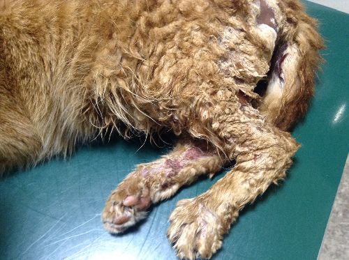 神経まで壊死すると危険だった下半身