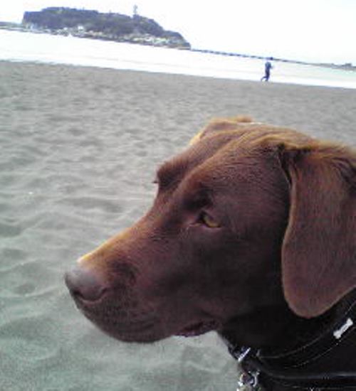 よく散歩で足をのばす海