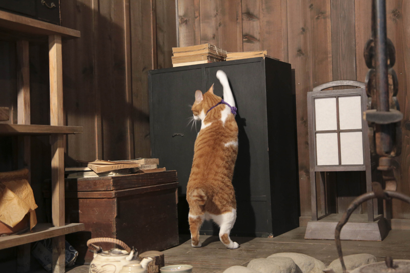 (C)「猫忍」製作委員会