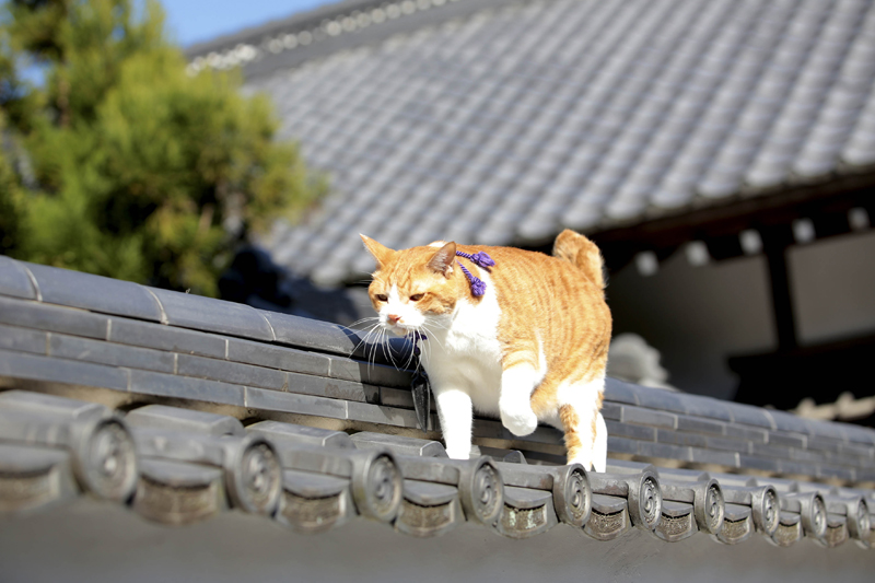 (C)「猫忍」製作委員会