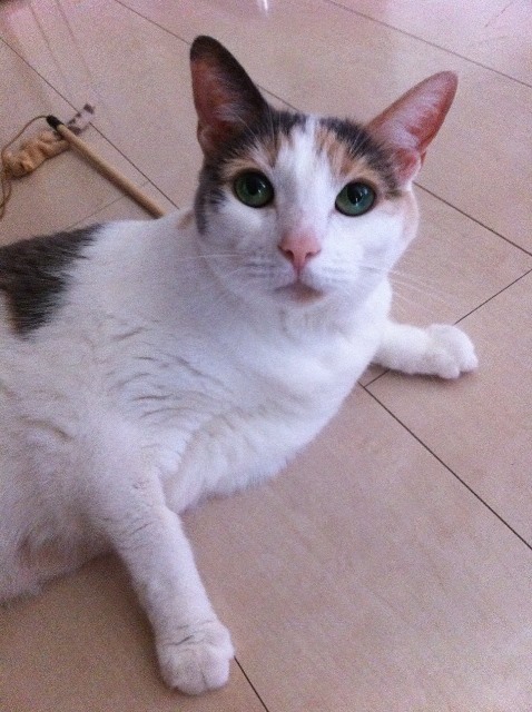 はせがわさん宅で。病気がよくなってきたきたころ=『空から見ててね』から