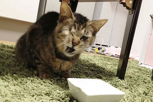 迎えたばかりの頃。シャーシャー!(まりこさん提供)