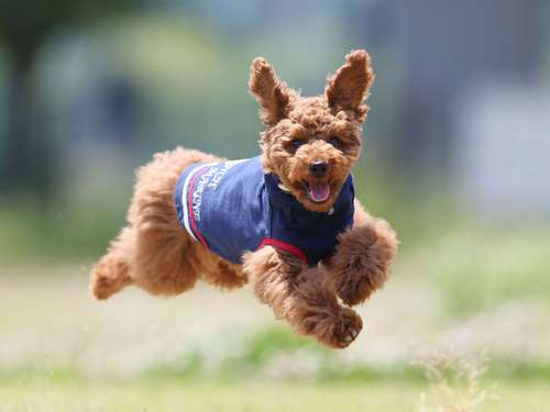 トイプードルのちろるくん(5カ月)=加納幹夫氏撮影
