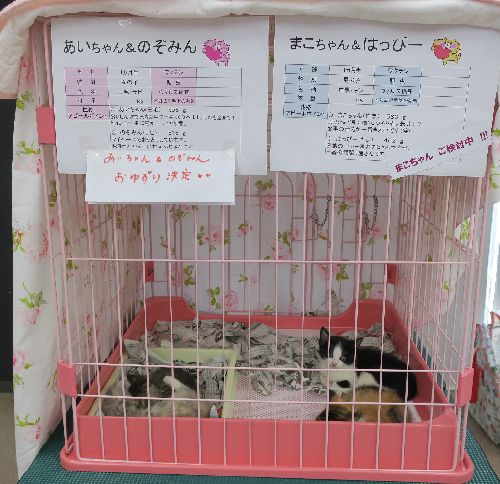 初めて譲渡会に参加した時