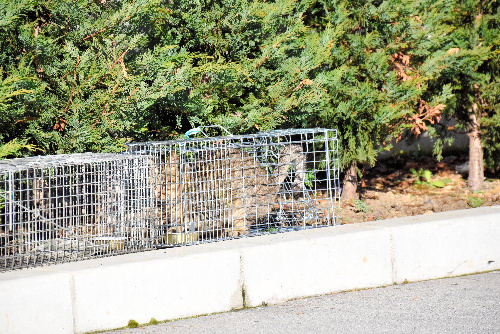 山梨県庁構内に仕掛けられたわなに捕らえられた野良猫