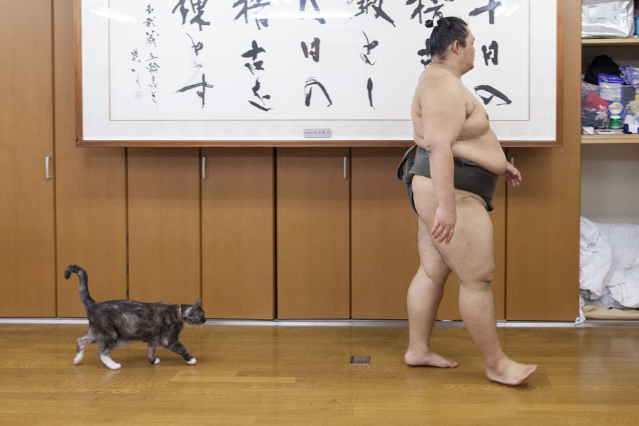 「荒汐部屋のすもうねこ モルとムギと12人の力士たち」(平凡社)より