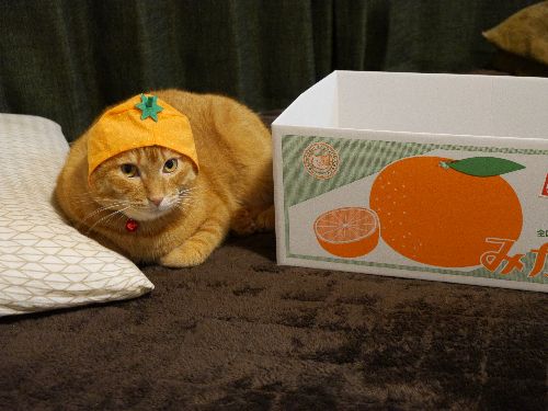 かぶり物をたしなむ余裕もできました