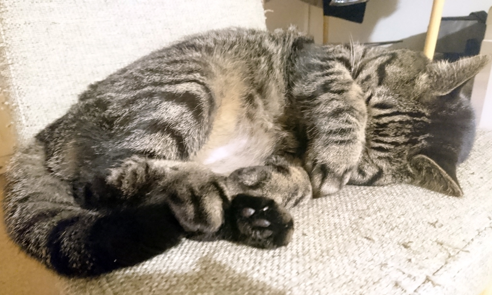鼻をかくして寝るモモ。