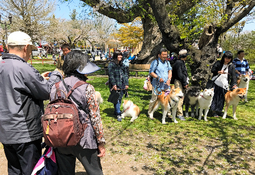 1度に何頭もの秋田犬を撮影できる機会はあまりない。休憩時間に撮影する人が多かった=秋田県大館市の桂城公園