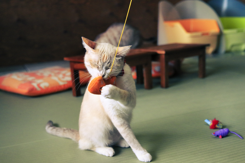 『ネコリパブリック式楽しい猫助け』河瀬麻花・著(河出書房新社・刊)<br/>撮影:ケニア・ドイ