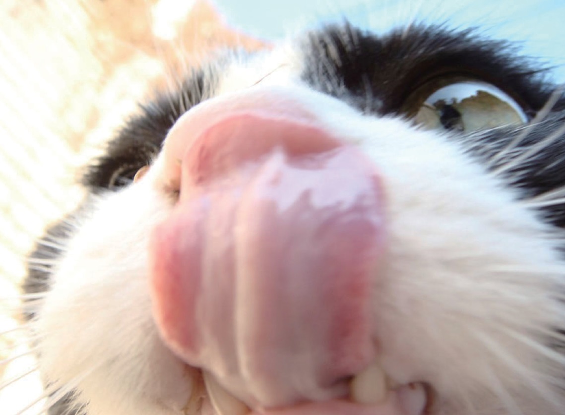 「ご近所猫の写真集 ねこ舌」(C)2016 kazuo Hiroji