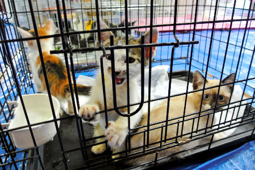 熊本県動物管理センターに収容され、新たな飼い主を待つ子猫たち。数匹は譲渡会で行き先が決まった=3日、熊本市東区