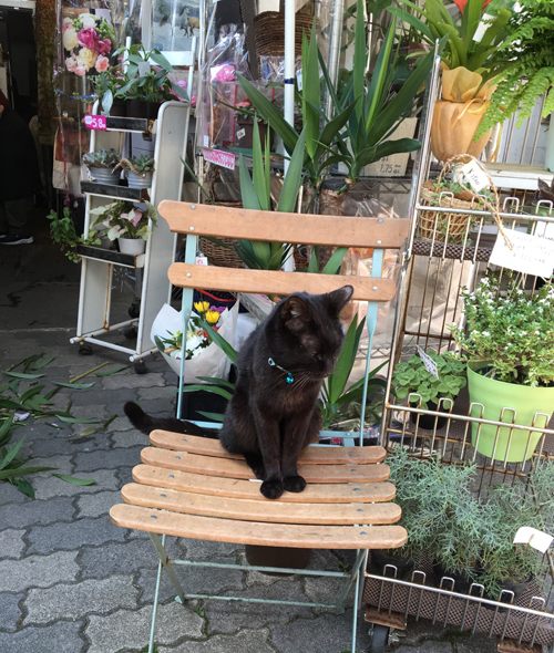 店先にたたずむヒロシ(2016春頃)