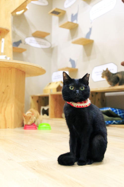 『ネコリパブリック式楽しい猫助け』河瀬麻花・著(河出書房新社・刊)<br/>撮影:ケニア・ドイ