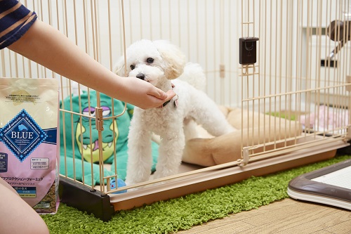 お嬢さんとも仲良し!犬が苦手だったとは思えないほど