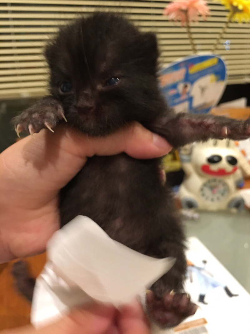 保護主から送られた写真(生後1~2週間)