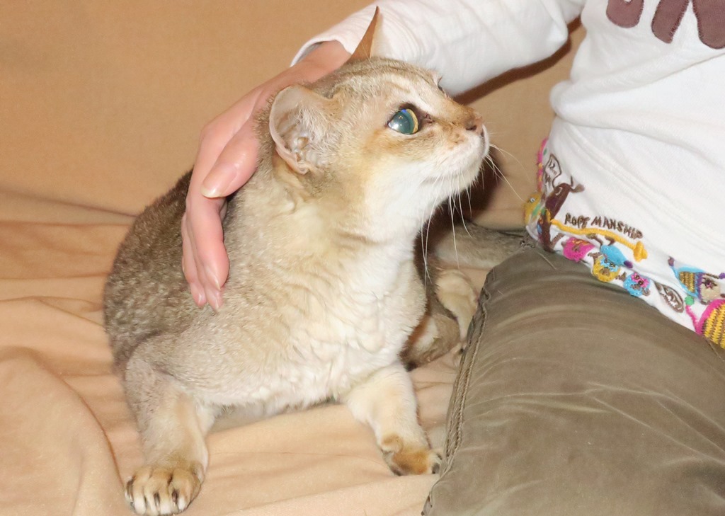 のりこさんを見上げるシンガプーラのピナ