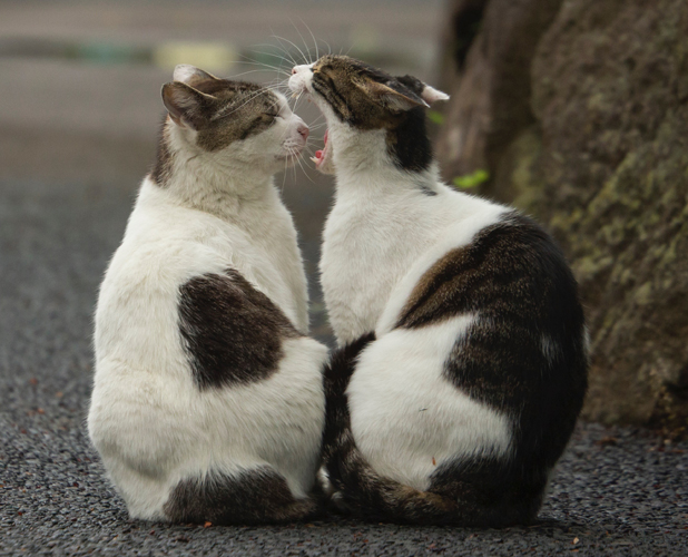 辰巳出版「好きな男を手に入れたければ、ネコ系女子になりなさい。」/撮影・沖昌之