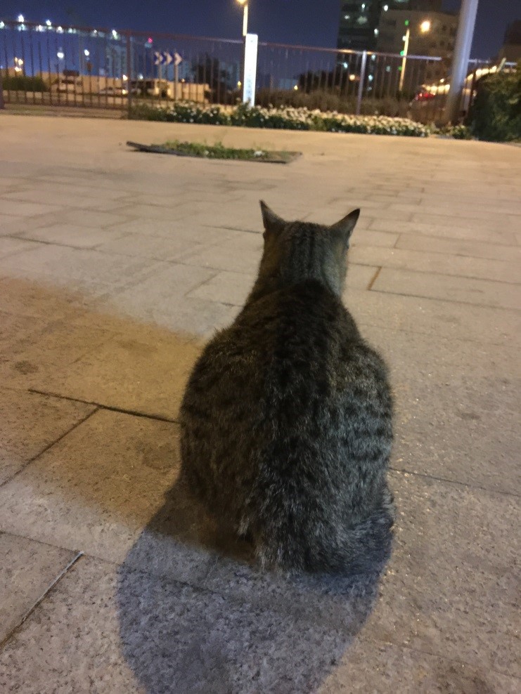2月の野良猫さん、だいぶお肉が...。