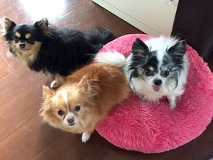 「僕たちも嬉しい!ずっと一緒にいようね・・」