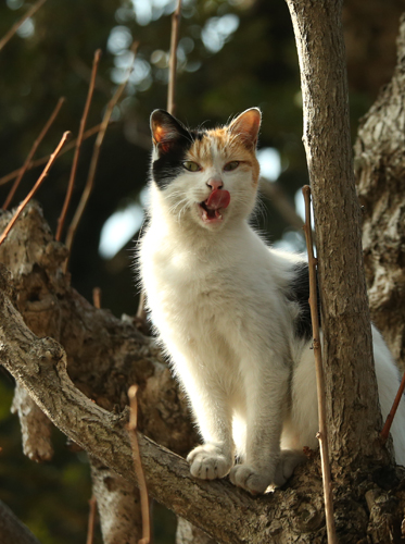 辰巳出版「好きな男を手に入れたければ、ネコ系女子になりなさい。」/撮影・沖昌之