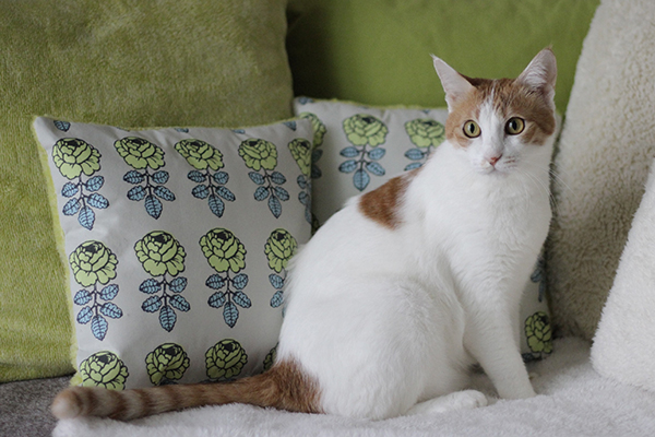 クッションはレイちゃんママの手作り