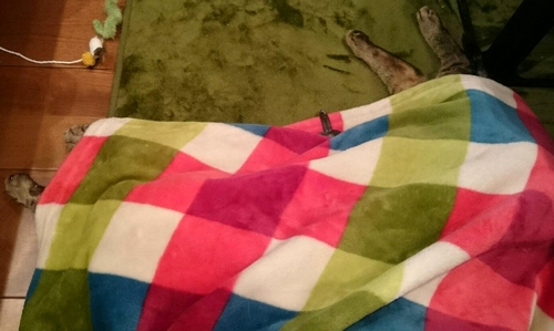 絵里子さんのブランケットにも隠れてやる。(足先が見えてます)