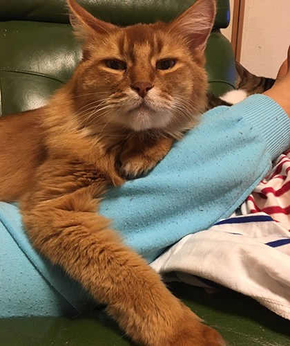 次女の脚を枕にくつろぐソマ。娘たちにとっても、いやしの素だった