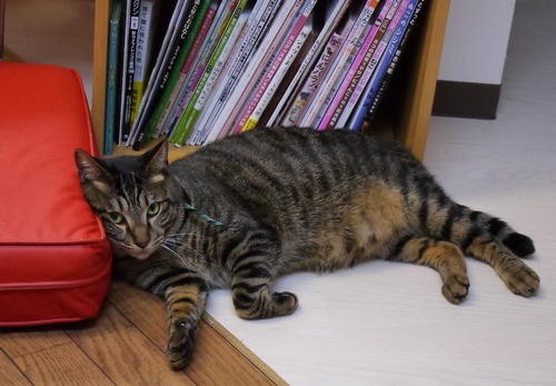 「僕もずっとのおうちを見つけたいな」(ふく君)